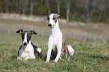 WHIPPET 371